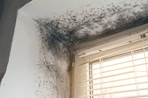 Trusted Crawl Space Mold Removal service in Stevensburg, VA - Cheap Mold Removal