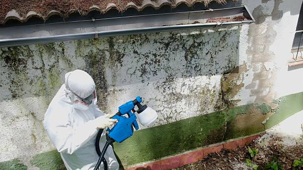 Trusted Commercial Mold Remediation service in Stevensburg, VA - Cheap Mold Removal